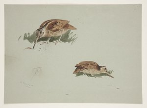 Deux vignettes de bécasse, c.1915