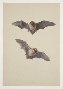 Chauve-souris moustachue, c.1915 - Archibald Thorburn
