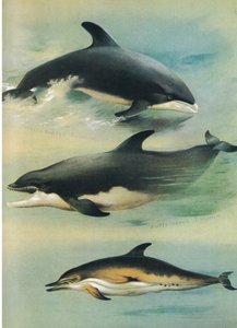 Dauphin à Bec Blanc, Dauphin à Bec de Bouteille et Dauphin Commun, de Mammifères de Thorburn publié par Longmans et Co, vers 1920 - Archibald Thorburn
