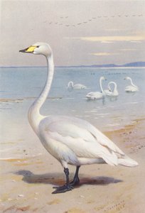 Cygne chanteur - Archibald Thorburn