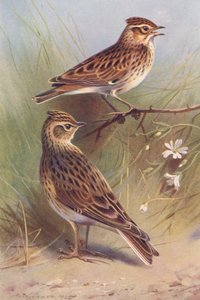 Alouette lulu, Alouette des champs - Archibald Thorburn