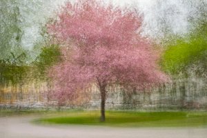 Arbre printanier rose flou