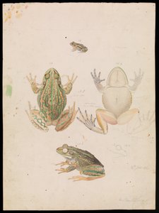 Grenouille Grincheuse, Litoria raniformis