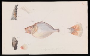 Dorée argentée, Cyttus australis - Arthur Bartholomew