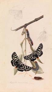 Papillon de Vigne, Comocrus behri - Arthur Bartholomew