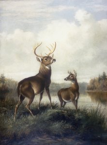 Cerf et Biche