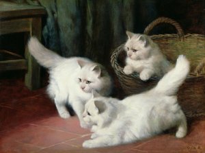 Trois Chatons Angora Blancs