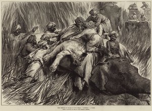 Le Prince de Galles dans le Terai, chassant un tigre - Arthur Hopkins