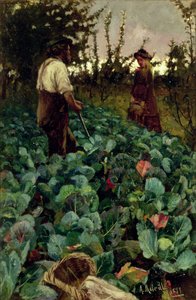 Jardin de choux