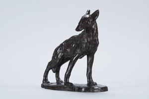 Coyote en alerte