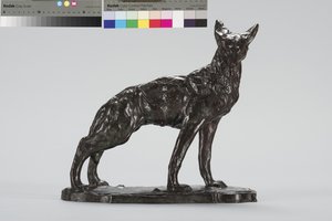 Coyote en alerte