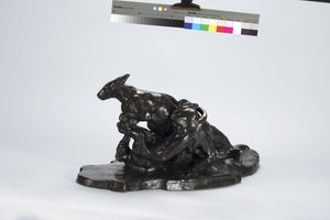 Kangourou et chien