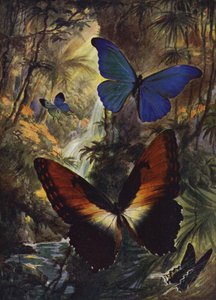 Belles papillons : Les deux plus beaux morphos - Arthur Twidle