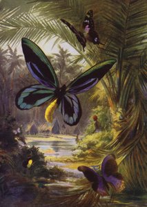 Belles Papillons : Troides Alexandrae, le plus grand de tous les papillons (lithographie en couleur)