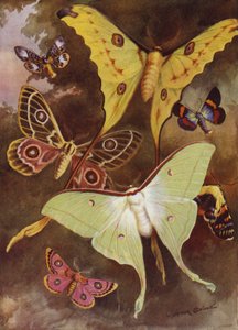 Beaux papillons : Divers papillons de nuit, avec le plus merveilleux papillon de nuit du monde, de Madagascar