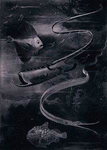 Poisson des profondeurs - Arthur Twidle