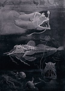 Poisson des profondeurs