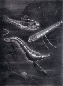 Poissons auto-lumineux - Arthur Twidle