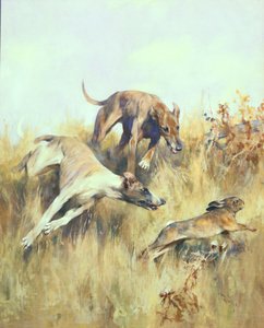 Lévriers en chasse