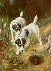 Terriers chassant le lapin - Arthur Wardle