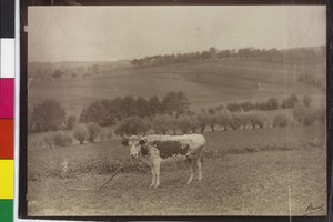 Vache - poisson-chat pie
