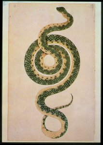 Serpent (gravure)