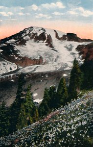 Lys des avalanches, poussant sur le mont Rainier