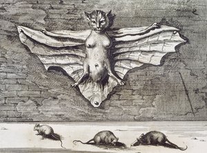 Cattus volans, 1667 - Athanasius Kircher