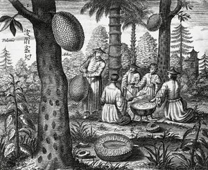 Fruits chinois (Arbor polomie, papaye chinoise) - Athanasius Kircher