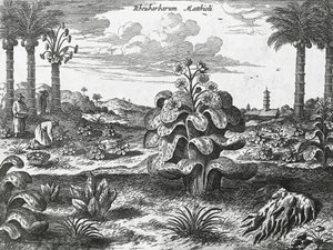Plante de rhubarbe - Athanasius Kircher