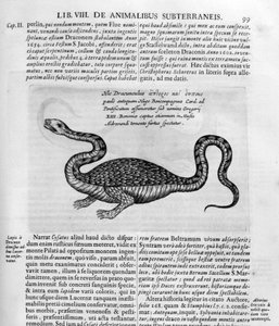 Petit dragon, 1678 - Athanasius Kircher