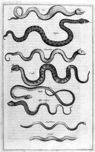 Types de serpents, de l