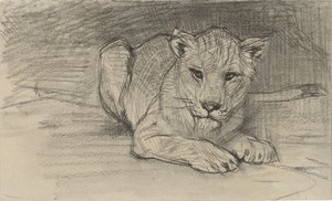 Lionne couchée