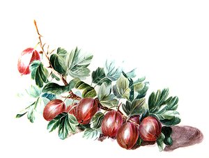 Groseilles, vers 1860 - Augusta Innes Withers