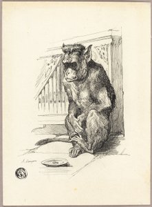 Singe mendiant