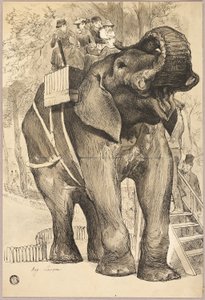 Éléphant avec cavaliers
