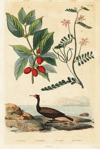Cormoran, cornouiller mâle et vesce scorpion (gravure)