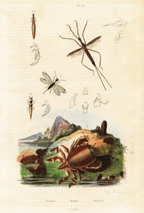 Crabe grenouille rouge, serpent volant et punaise aquatique