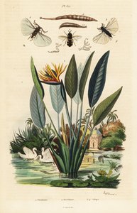Soldat mouche, fleur de grue et ,1834-1839 (gravure)