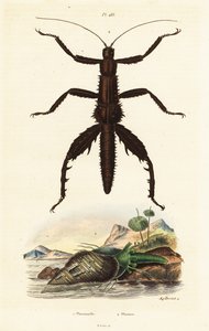 Bâton de marche diable épineux et coquille de faisan australien - Auguste Dumenil