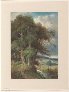 Grands arbres le long d