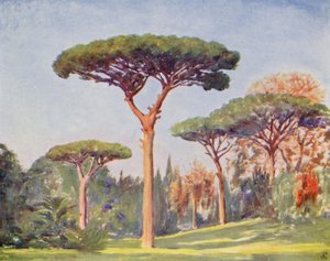 Pins rocheux, Villa Floridiana