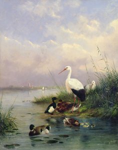 Une famille de colverts, deux cigognes et une famille de canards huppés - Augustus Knip