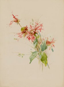 Bergamote ou Monarde, fin XIXe-début XXe siècle - Austa Densmore Sturdevant