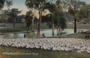 Un beau troupeau de moutons australiens