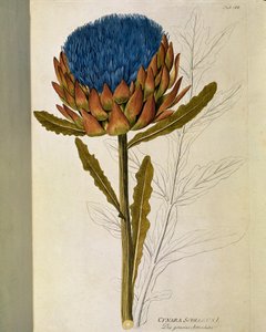 Botanique : « Artichaut » (Cynara scolymus) Planche tirée de « Medicinalium secundum Linnaei digestarum » par Joseph Jacobi Plenck (1735-1807) 1788-1803 Collection privée