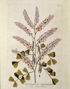 Botanique : « Campeche » (Haematoxylon campechianum) Planche tirée de « Medicinalium secundum Linnaei digestarum » par Joseph Jacobi Plenck (1735-1807) 1788-1803 Collection privée - Austrian School