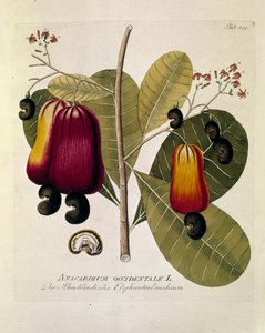 Botanique : "Noix de cajou" (Anacardium occidentale) Planche tirée de "Medicinalium secundum Linnaei digestarum" par Joseph Jacobi Plenck (1735-1807) 1788-1803 Collection privée