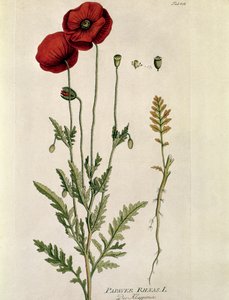 Botanique : « Coquelicot rouge » (Papaver rhoeas) Planche tirée de « Medicinalium secundum Linnaei Digestarum » par Joseph Jacobi Plenck (1735-1807) 1788-1803 Collection privée - Austrian School