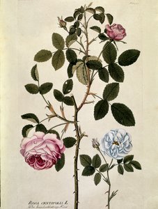 Botanique : Rose à cent feuilles (Rosa centifolia) Planche tirée de « Medicinalium secundum Linnaei digestarum » par Joseph Jacobi Plenck (1735-1807) 1788-1803 Collection privée
